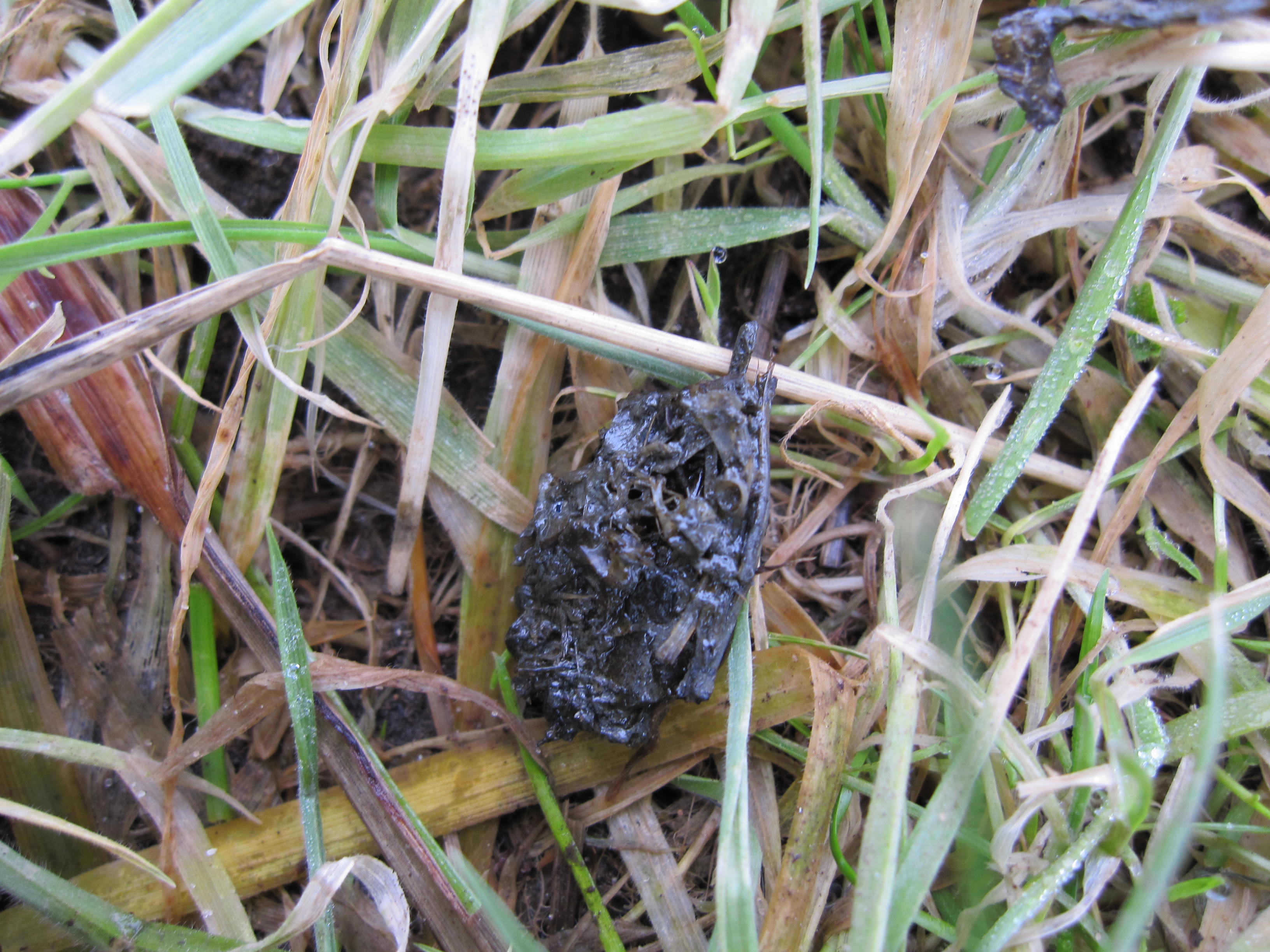 Otter spraint acts as a territorial marker and is also a useful tool for identifying the presence of otters in an area